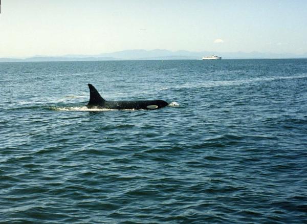 Members Random Picture Gallery Non Mustang Shots of Interest!-killer-whales-pt-roberts.jpg