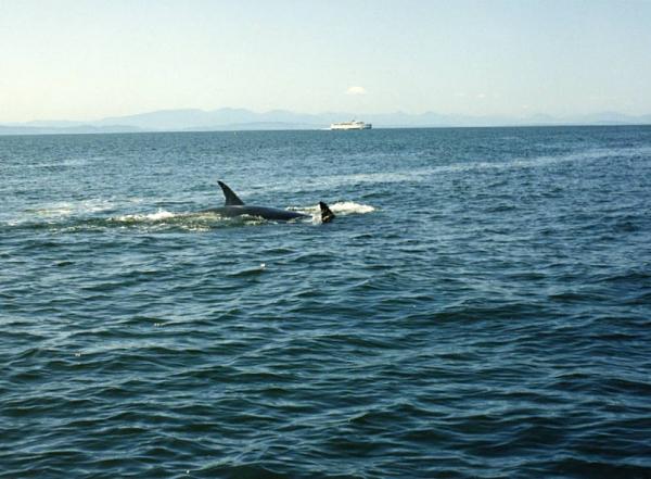 Members Random Picture Gallery Non Mustang Shots of Interest!-killer-whales-pt-roberts-1-.jpg
