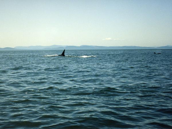 Members Random Picture Gallery Non Mustang Shots of Interest!-killer-whales-pt-roberts-2-.jpg