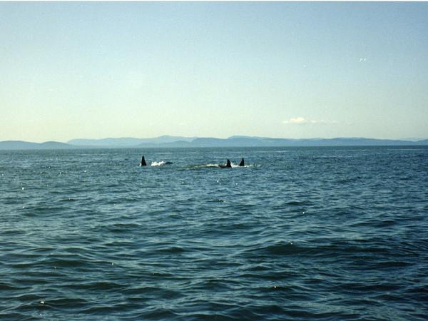 Members Random Picture Gallery Non Mustang Shots of Interest!-killer-whales-pt-roberts-3-.jpg
