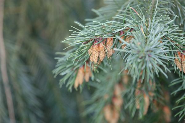 Members Random Picture Gallery Non Mustang Shots of Interest!-dougfir.jpg