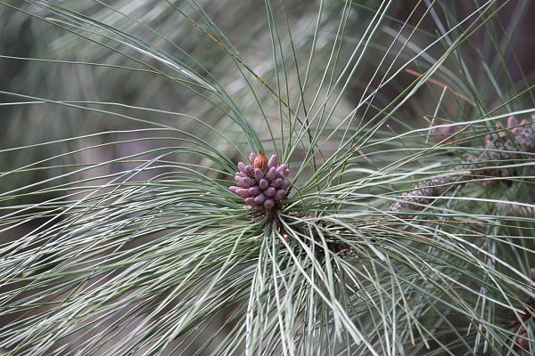 Members Random Picture Gallery Non Mustang Shots of Interest!-ppine.jpg