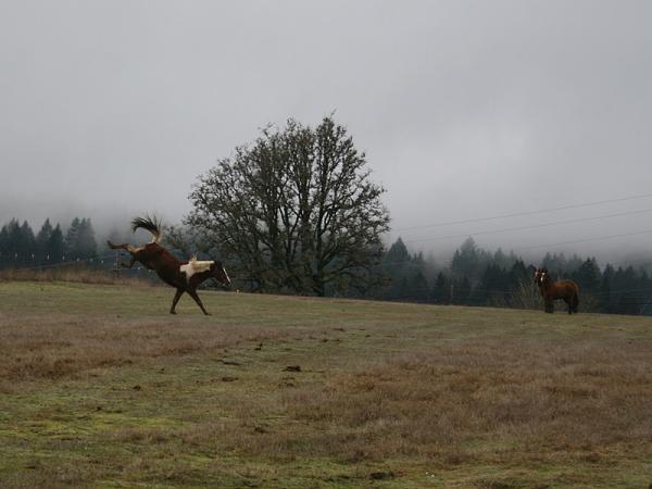 Members Random Picture Gallery Non Mustang Shots of Interest!-realmustangshowingoff.jpg