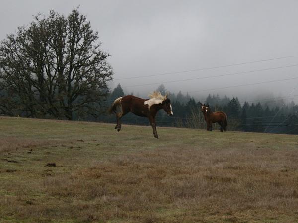 Members Random Picture Gallery Non Mustang Shots of Interest!-realmustangshowingoff2.jpg