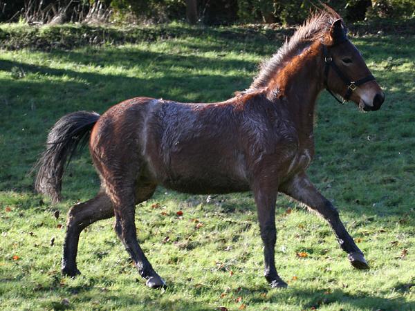 Members Random Picture Gallery Non Mustang Shots of Interest!-wildmustangrunning.jpg