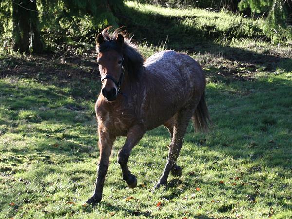 Members Random Picture Gallery Non Mustang Shots of Interest!-wildmustangrunning2.jpg