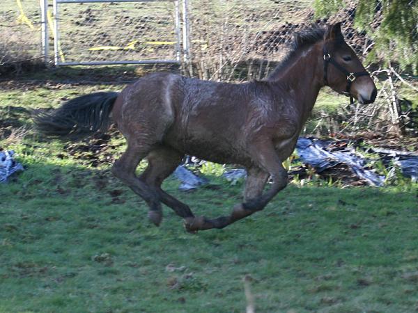 Members Random Picture Gallery Non Mustang Shots of Interest!-wildmustangrunning4.jpg