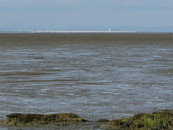 Members Random Picture Gallery Non Mustang Shots of Interest!-snow-geese-mud-flats.jpg