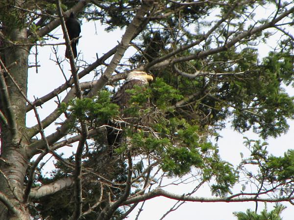 Members Random Picture Gallery Non Mustang Shots of Interest!-bald-eagle-wr.jpg