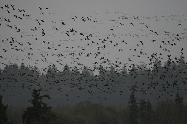 Members Random Picture Gallery Non Mustang Shots of Interest!-megageese.jpg