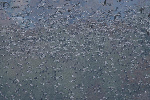 Members Random Picture Gallery Non Mustang Shots of Interest!-geesebythethousands.jpg