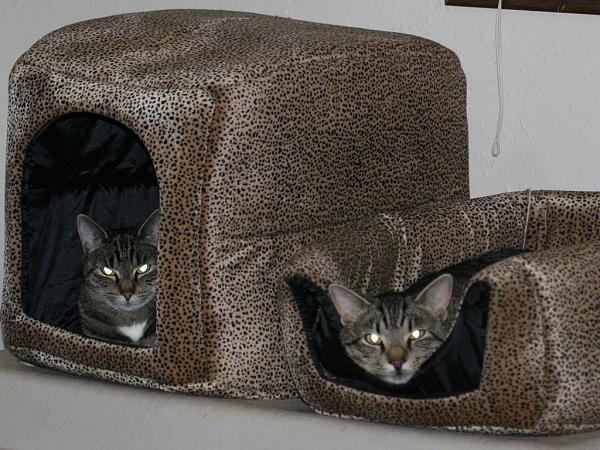 Members Random Picture Gallery Non Mustang Shots of Interest!-eviltwinss.jpg