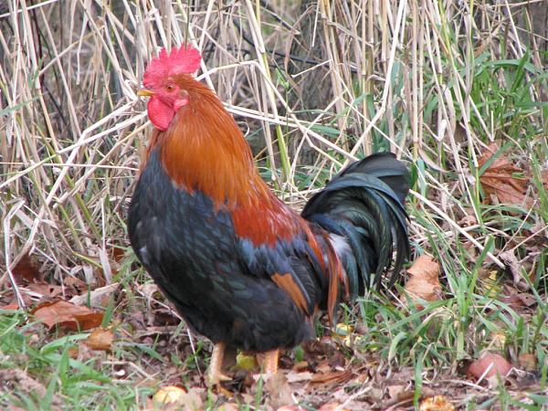 Members Random Picture Gallery Non Mustang Shots of Interest!-road-island-red.jpg