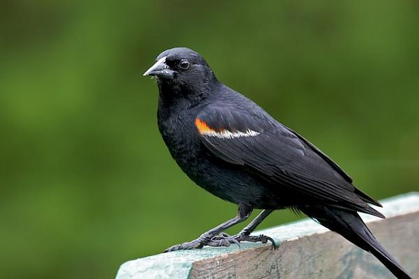 Members Random Picture Gallery Non Mustang Shots of Interest!-img_2850.jpg