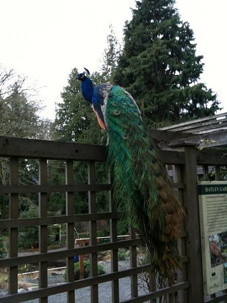 Members Random Picture Gallery Non Mustang Shots of Interest!-rru.jpg