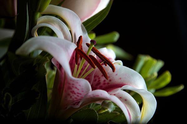 Members Random Picture Gallery Non Mustang Shots of Interest!-shot1.jpg