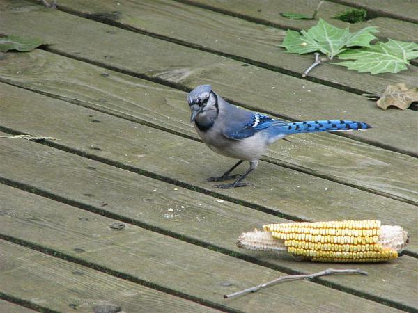 Members Random Picture Gallery Non Mustang Shots of Interest!-dcp-2303.jpg