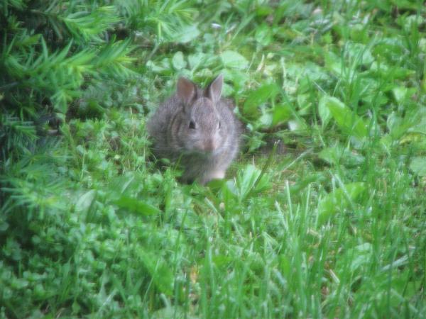 Members Random Picture Gallery Non Mustang Shots of Interest!-dcp-2290.jpg