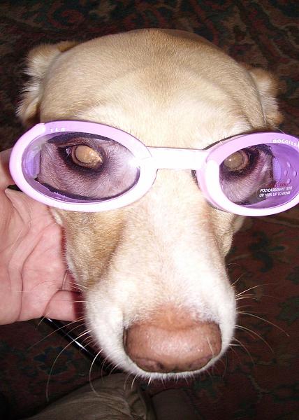 Show yourself!-doggles.jpg