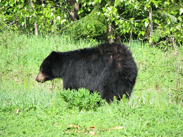 Members Random Picture Gallery Non Mustang Shots of Interest!-dcp-3038.jpg