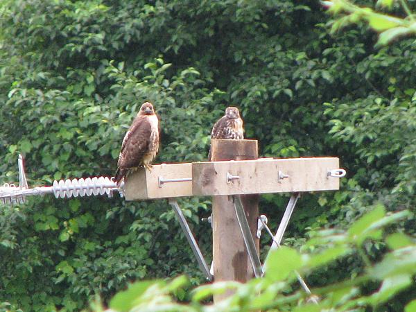 Members Random Picture Gallery Non Mustang Shots of Interest!-dcp-3094.jpg