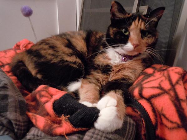 Huge Strange RANDOM Pictures and Idiocy Gallery!*-37899_142726852422332_100000550531626_312947_6387402_n.jpg