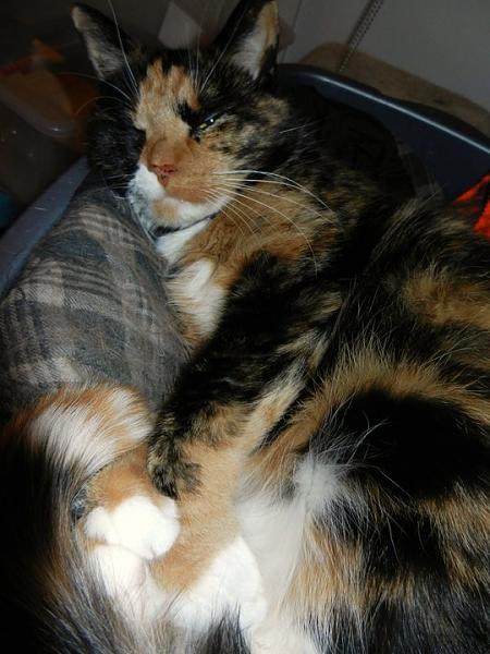 Huge Strange RANDOM Pictures and Idiocy Gallery!*-215160_256582004370149_100000550531626_974851_7603540_n.jpg