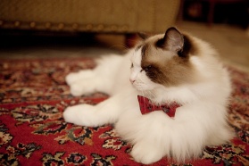 Name:  image-3415470951.jpg
Views: 244
Size:  23.1 KB