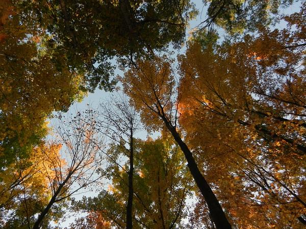 Members Random Picture Gallery Non Mustang Shots of Interest!-dscn4729.jpg