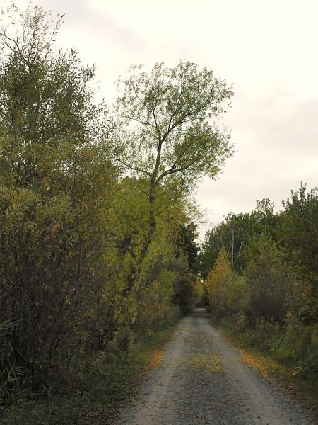 Members Random Picture Gallery Non Mustang Shots of Interest!-dscn4905.jpg