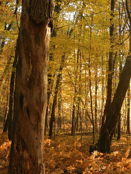 Members Random Picture Gallery Non Mustang Shots of Interest!-dscn4716.jpg