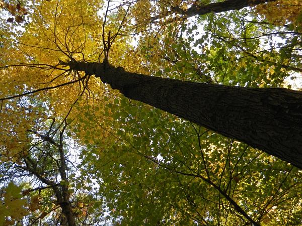 Members Random Picture Gallery Non Mustang Shots of Interest!-dscn4695.jpg