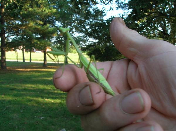 Members Random Picture Gallery Non Mustang Shots of Interest!-walking-stick-003.jpg