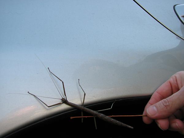 Members Random Picture Gallery Non Mustang Shots of Interest!-img_6716.jpg