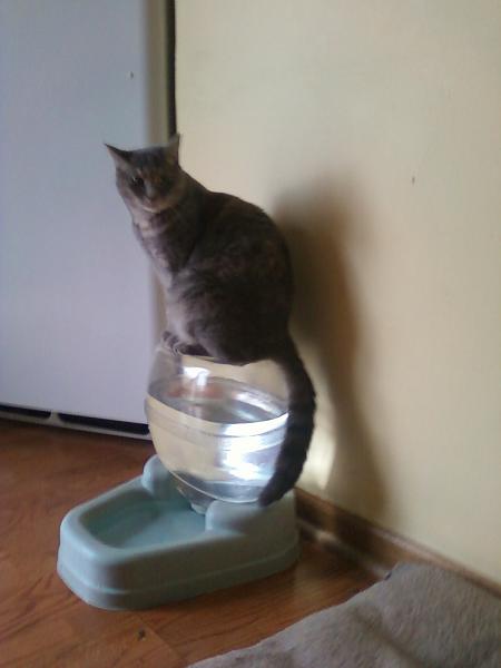 Huge Strange RANDOM Pictures and Idiocy Gallery!*-zoy.jpg