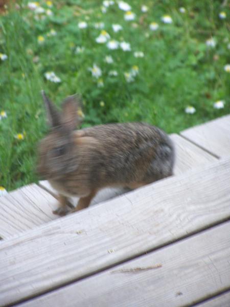 Members Random Picture Gallery Non Mustang Shots of Interest!-cottontail2.jpg