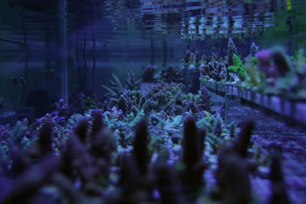 Members Random Picture Gallery Non Mustang Shots of Interest!-dsc_1284.jpg