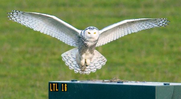 Members Random Picture Gallery Non Mustang Shots of Interest!-snowy-owl-1.12.jpg