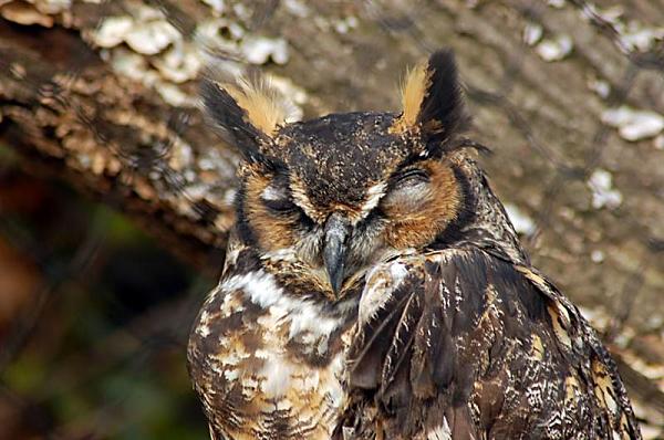 Members Random Picture Gallery Non Mustang Shots of Interest!-zoo_7701.jpg