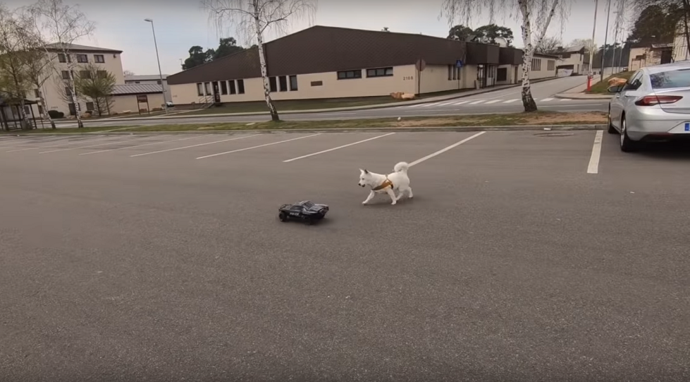 Dog chases RC Mustang 