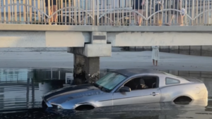 Mustang Goes Swimming In San Diego Bay, Owners Claim It Wasn’t Them!